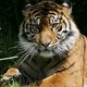 Image for article titled How To Photograph Siberian Tigers, California Forests Dying, New Whale Species: What’s New Outside